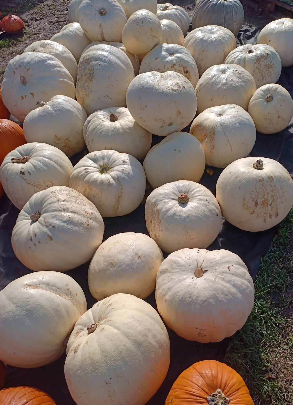 weiße halloween Kürbis weiße halloween Kürbis